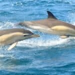 So long, and thanks for all the fish