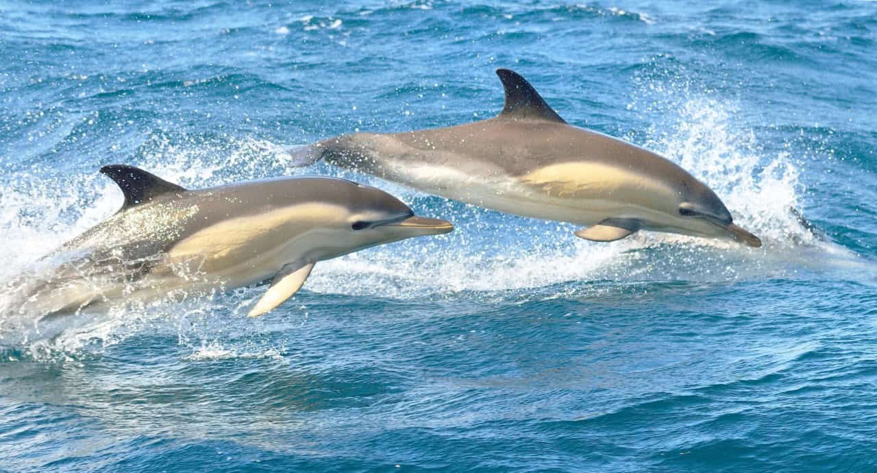 So long, and thanks for all the fish